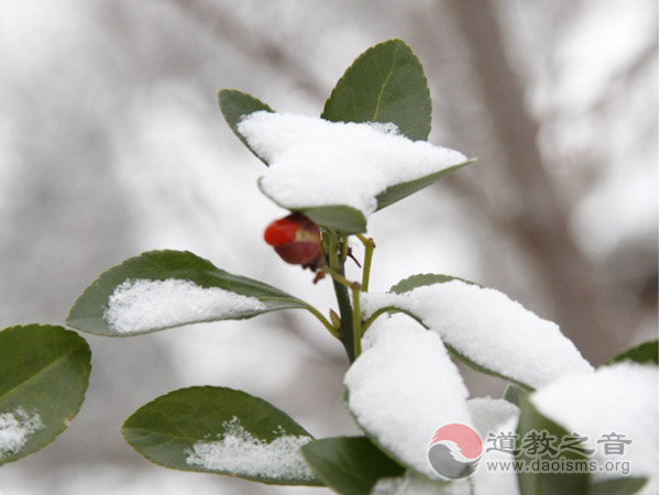 大雪纷飞时，道士家何在？