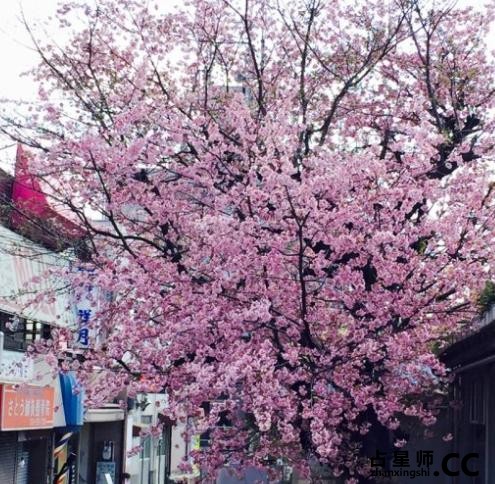 樱花冥想与神性寓意