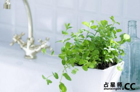 卧室绿植风水：植物选择宜忌